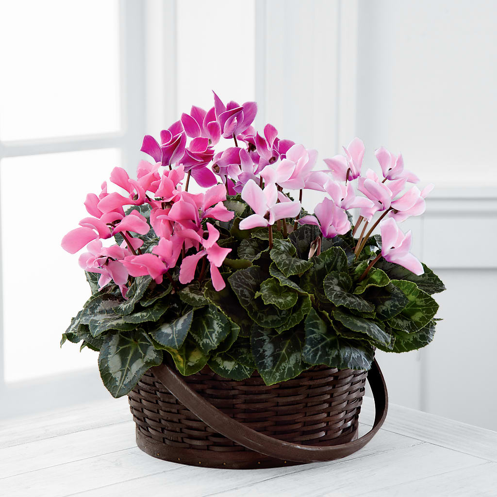 Mixed Cyclamen Planter – Valley Flower Shoppe, Waverly NY