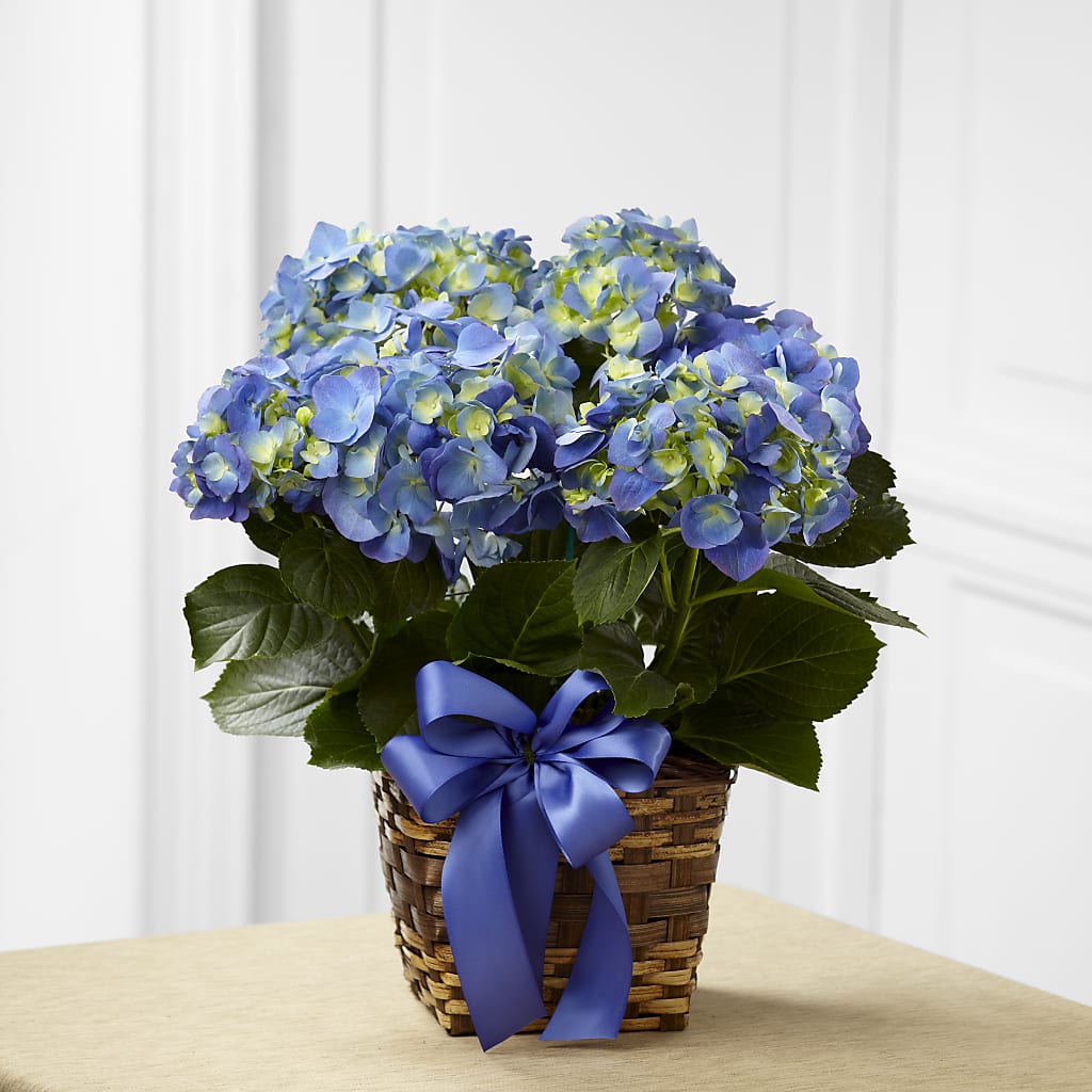 Blue Hydrangea Planter – Valley Flower Shoppe, Waverly NY