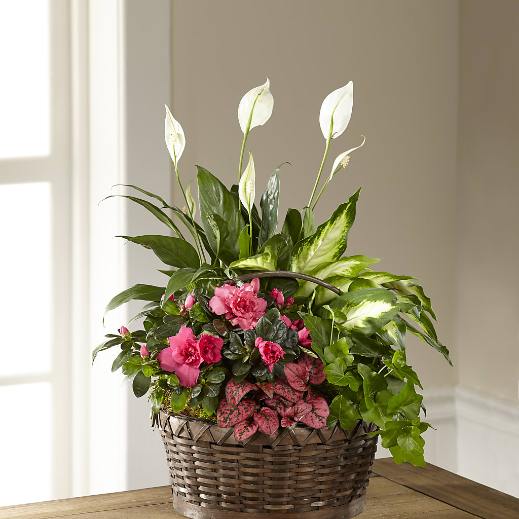 Dream in Pink Dishgarden – Valley Flower Shoppe, Waverly NY