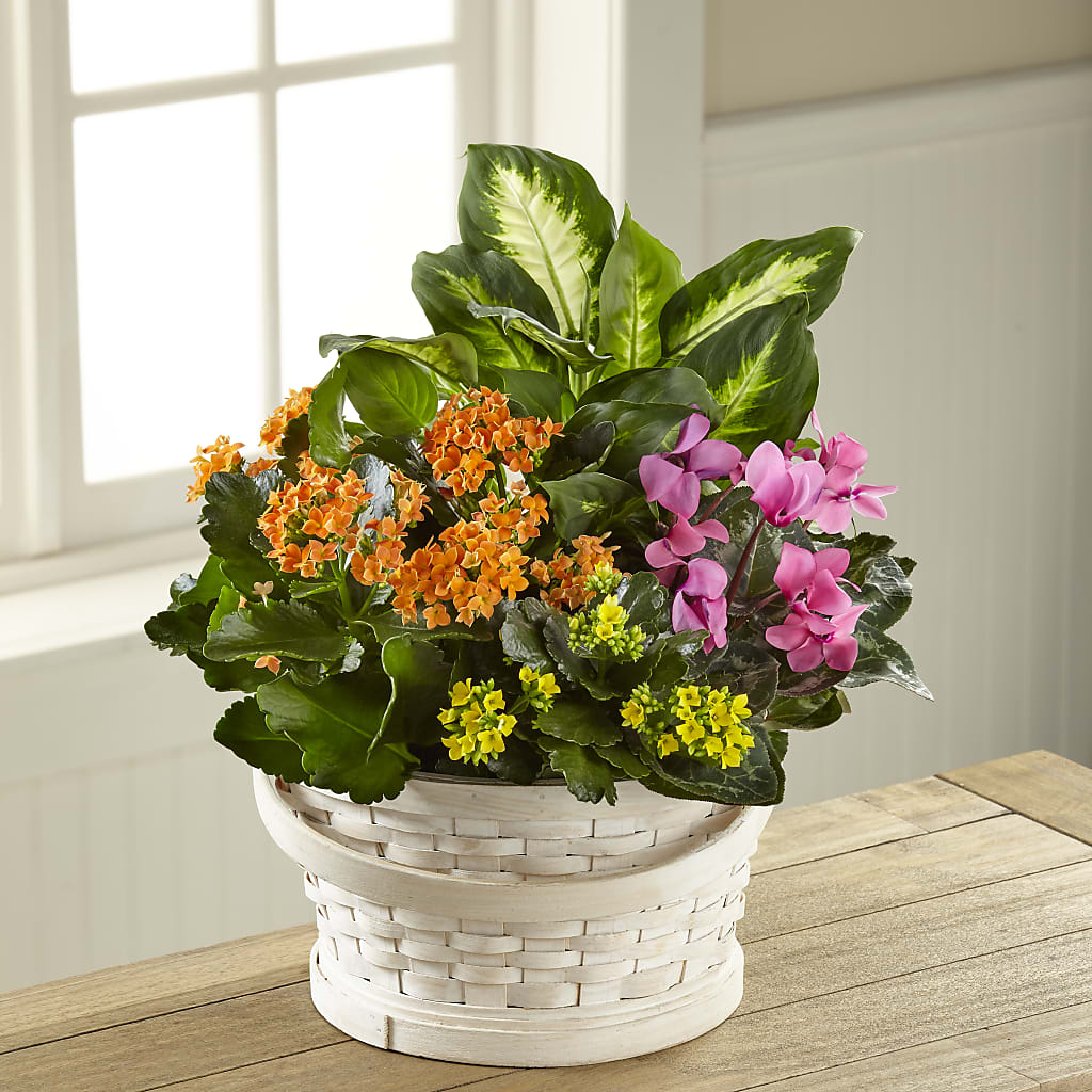 Color Crush Dishgarden – Valley Flower Shoppe, Waverly NY
