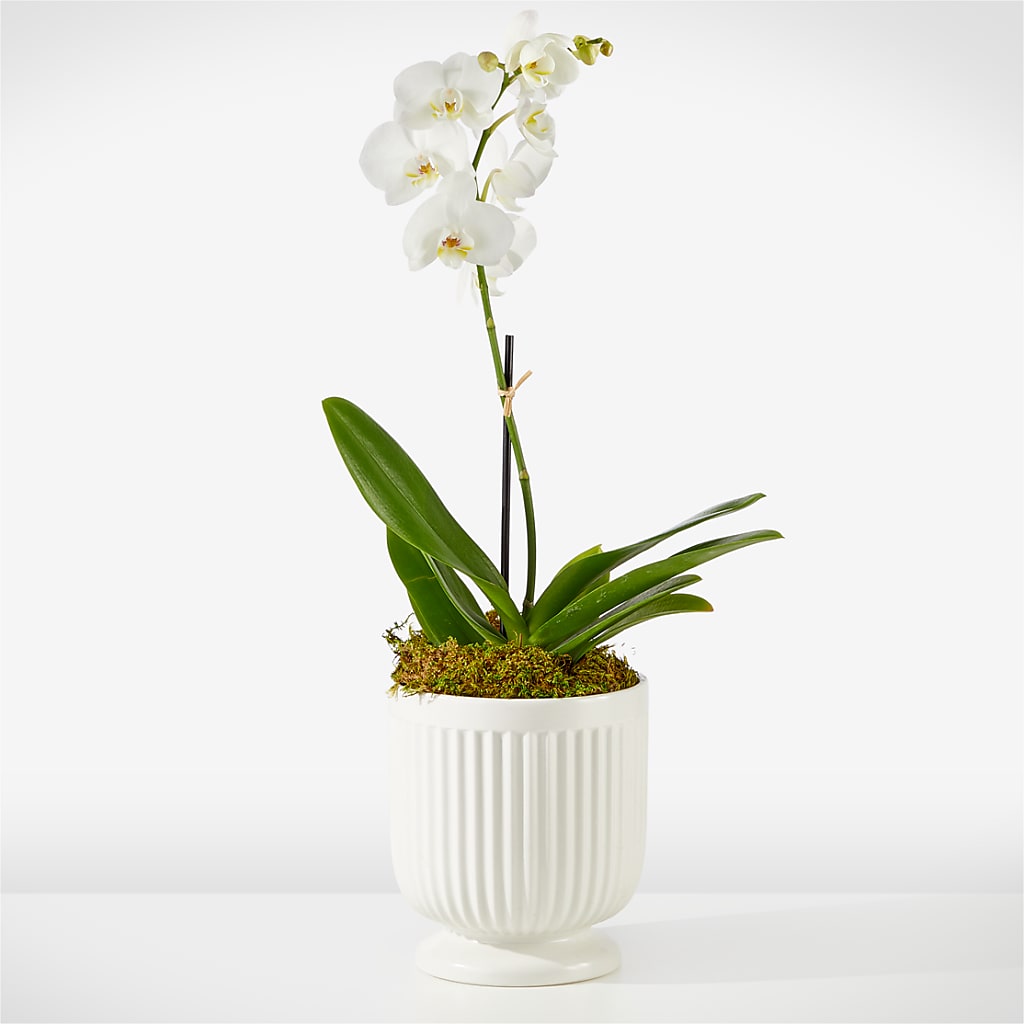 Whispering White Orchid – Valley Flower Shoppe, Waverly NY