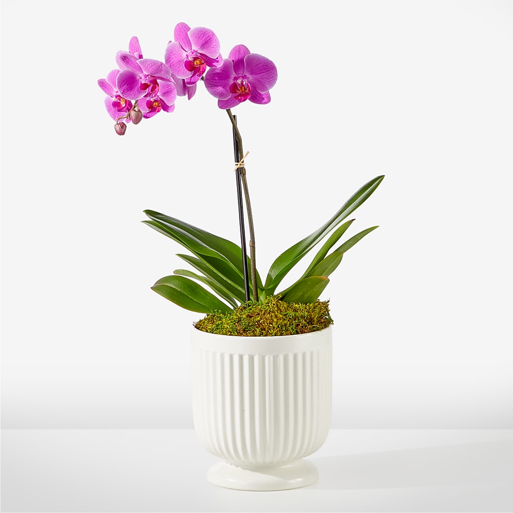 Friendly Fuchsia Orchid – Valley Flower Shoppe, Waverly NY