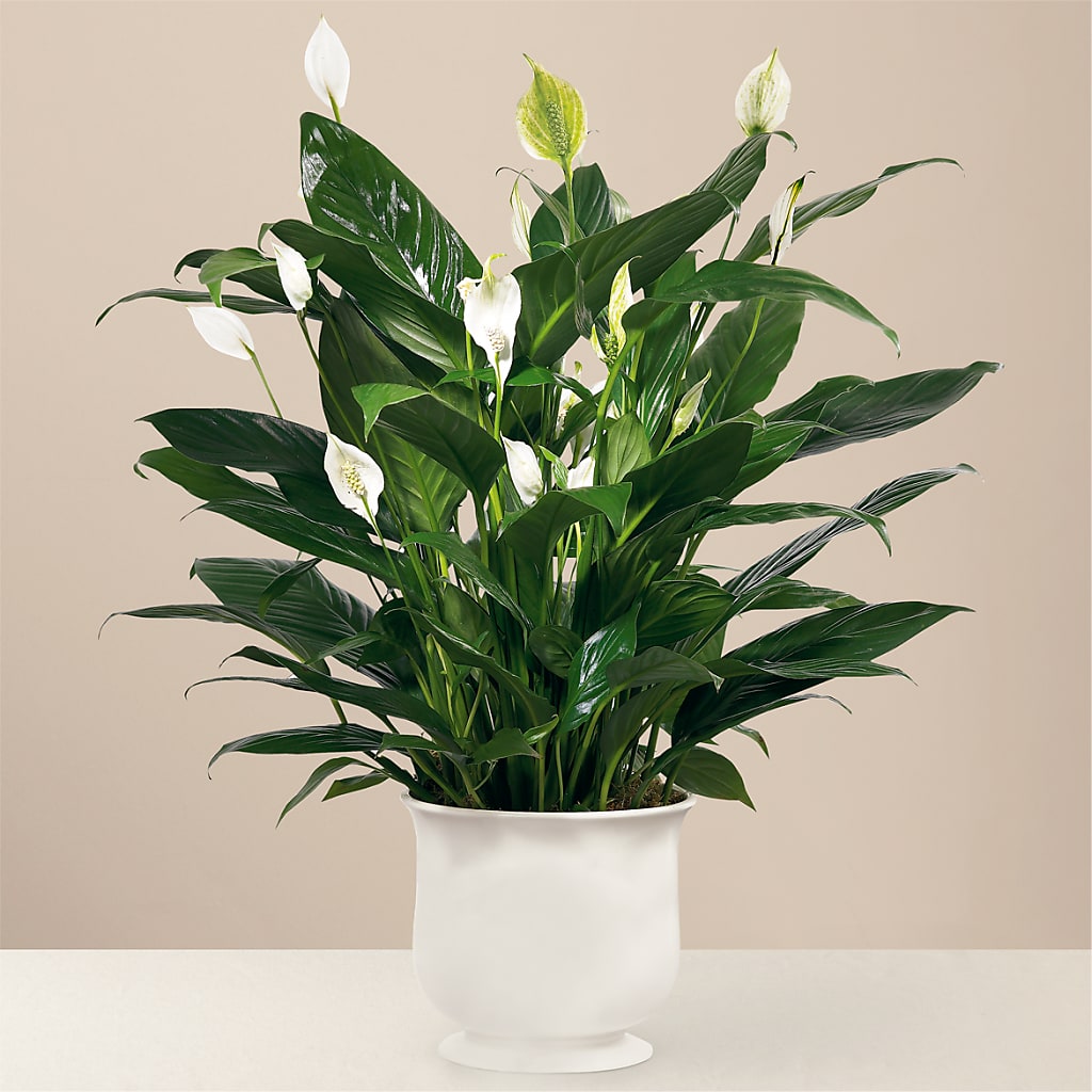 Comfort Planter – Valley Flower Shoppe, Waverly NY