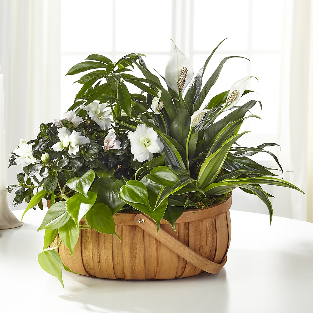 Serene Dishgarden – Valley Flower Shoppe, Waverly NY
