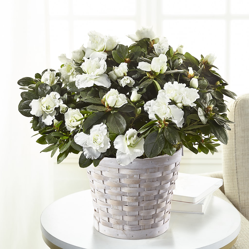 White Azalea Plant – Valley Flower Shoppe, Waverly NY