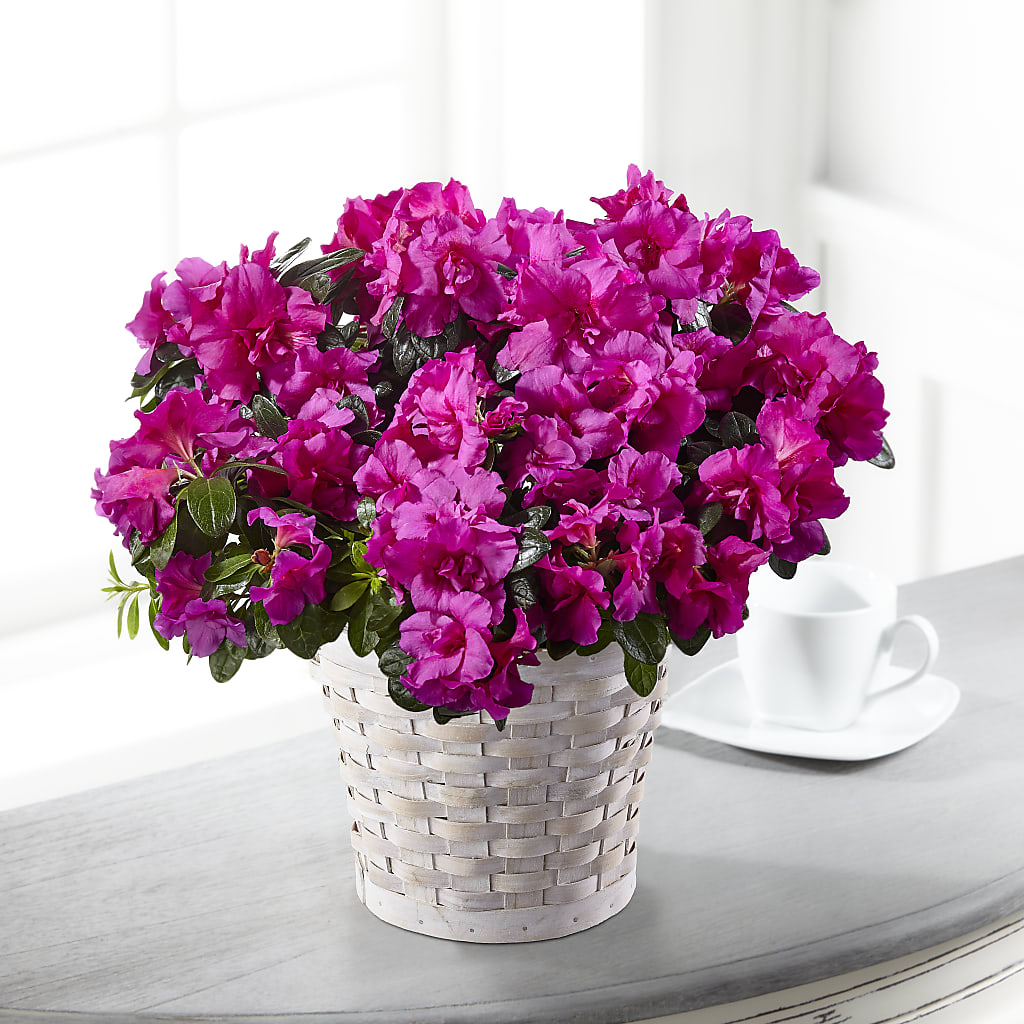 Hope & Serenity Azalea Plant – Valley Flower Shoppe, Waverly NY