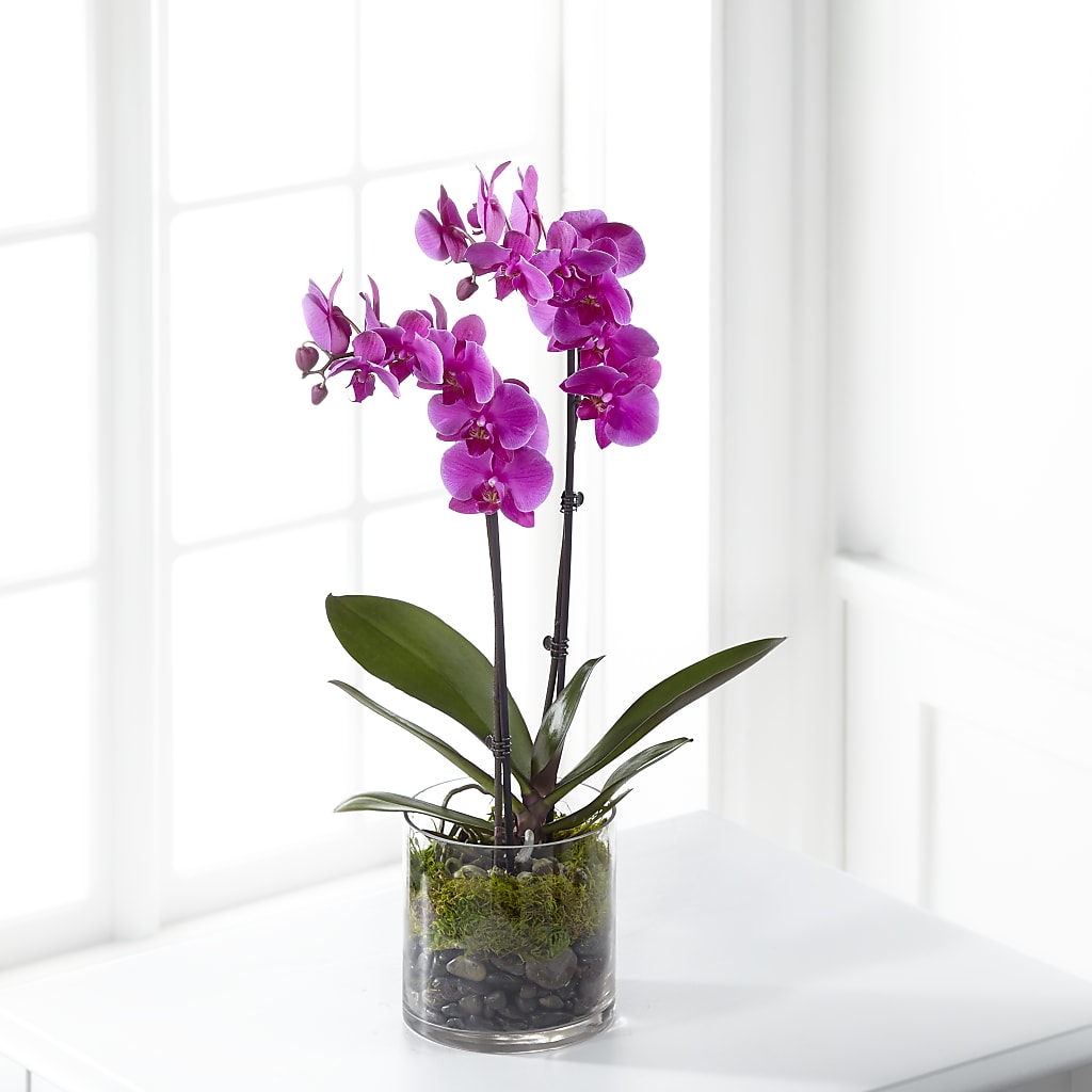 Pink Orchid Plant – Valley Flower Shoppe, Waverly NY