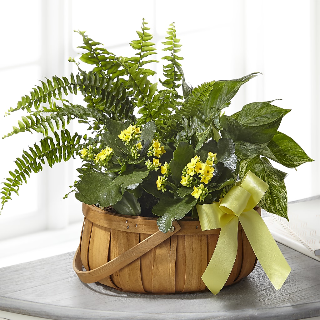 Always Dear Dishgarden – Valley Flower Shoppe, Waverly NY