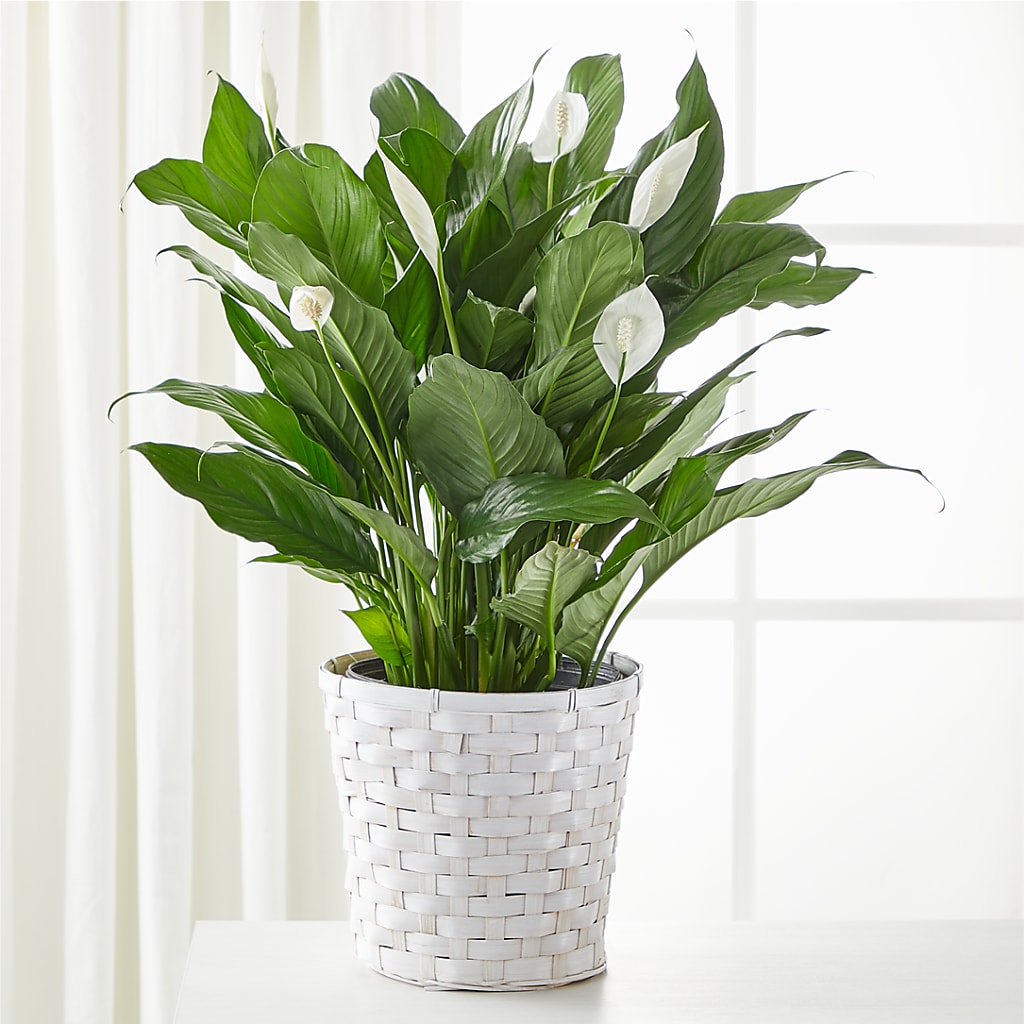 A New Leaf Peace Lily – Valley Flower Shoppe, Waverly NY