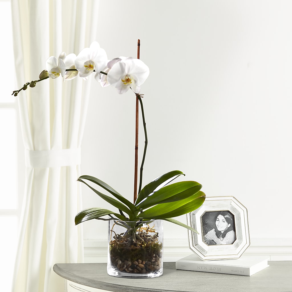 White Orchid Planter – Valley Flower Shoppe, Waverly NY