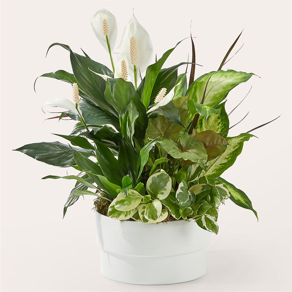 Radiating Positivity Dishgarden – Valley Flower Shoppe, Waverly NY