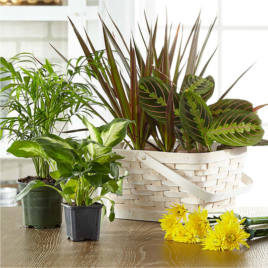 Florist Designed Blooming and Green Plants in a Basket –  Valley Flower Shoppe, Waverly NY