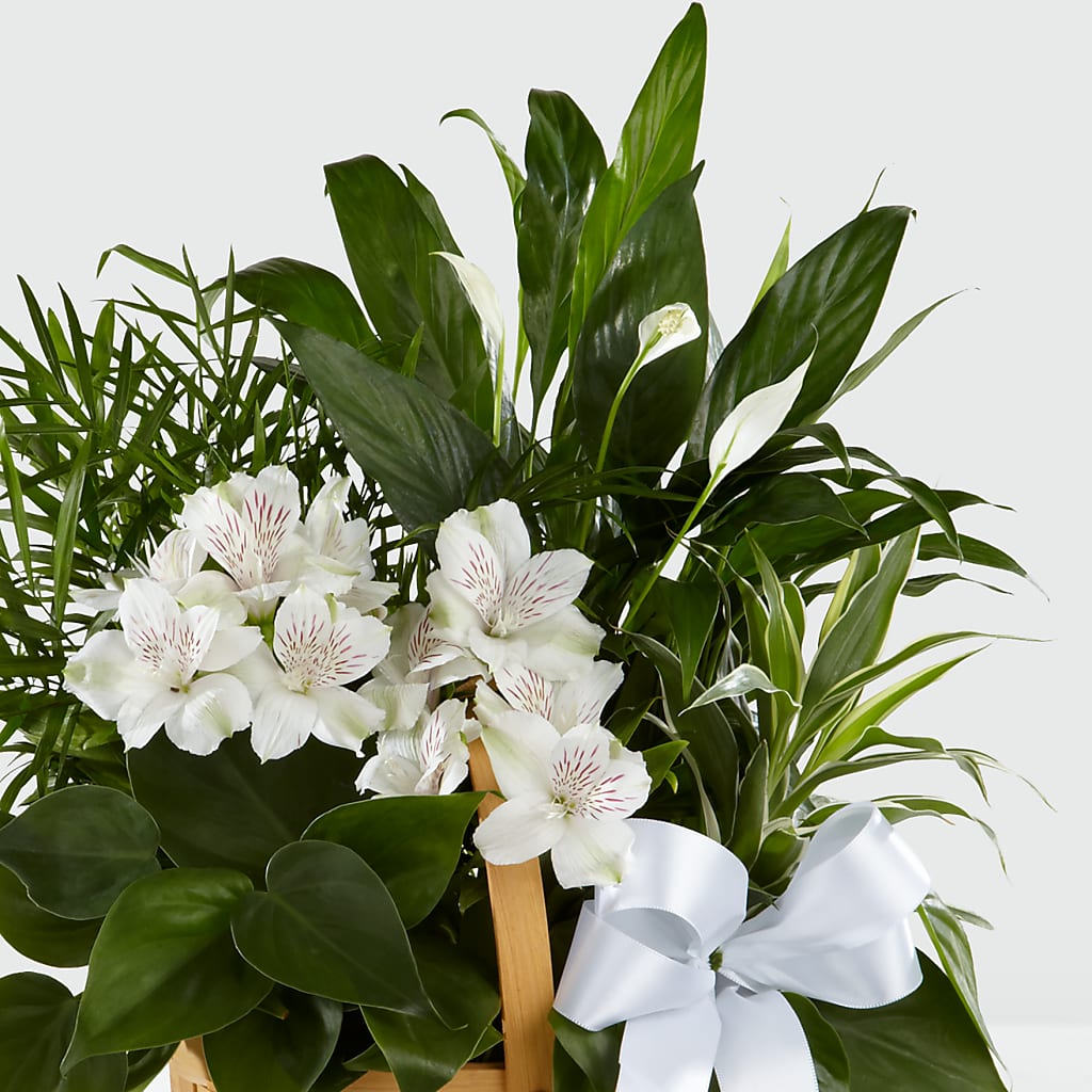 Peace & Serenity Dishgarden –  Valley Flower Shoppe, Waverly NY