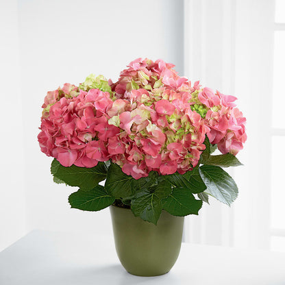 Pink Hydrangea Planter –  Valley Flower Shoppe, Waverly NY