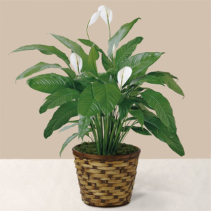 Tranquil Moments Peace Lily Plant –  Valley Flower Shoppe, Waverly NY