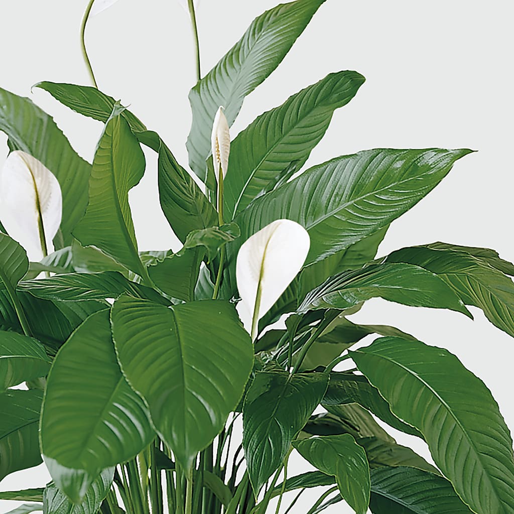 Tranquil Moments Peace Lily Plant –  Valley Flower Shoppe, Waverly NY
