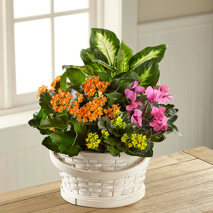 Color Crush Dishgarden –  Valley Flower Shoppe, Waverly NY