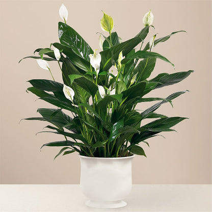 Comfort Planter –  Valley Flower Shoppe, Waverly NY