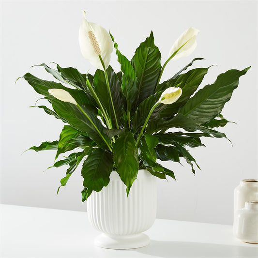 Comfort Planter –  Valley Flower Shoppe, Waverly NY