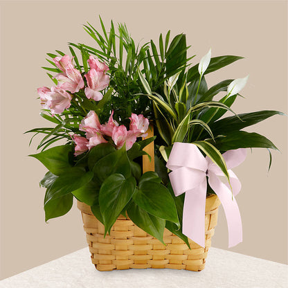 Living Spirit Dishgarden –  Valley Flower Shoppe, Waverly NY