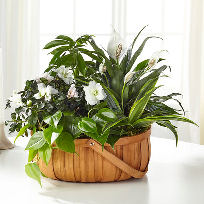 Serene Dishgarden –  Valley Flower Shoppe, Waverly NY