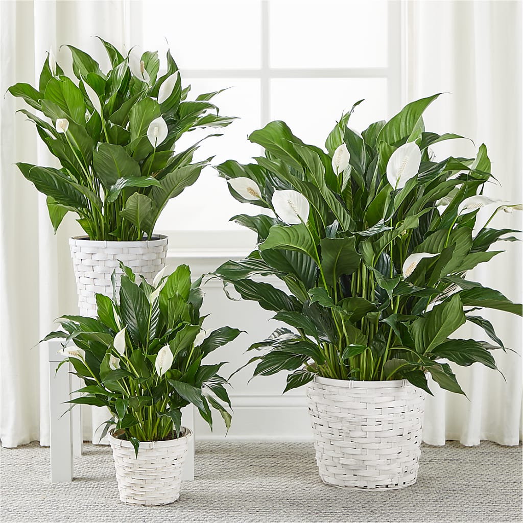 A New Leaf Peace Lily –  Valley Flower Shoppe, Waverly NY