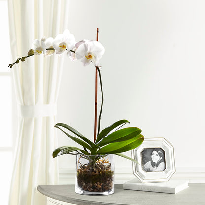 White Orchid Planter –  Valley Flower Shoppe, Waverly NY