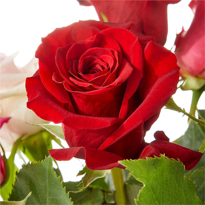 Love Notes Rose Bouquet –  Valley Flower Shoppe, Waverly NY